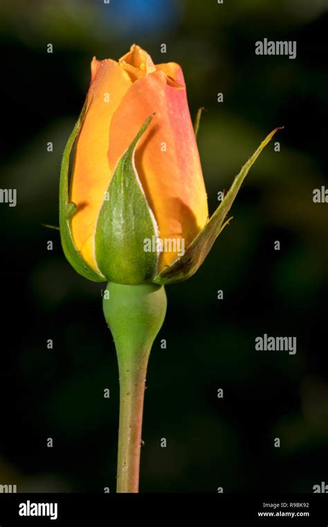 colourful floral theme stock photo alamy