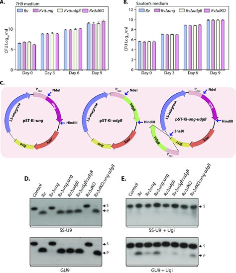 Characterization Of Complementation Strains Of Uracil DNA Glycosylases