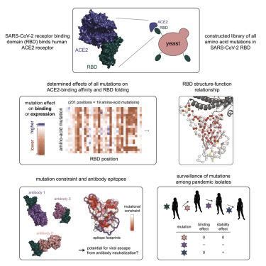 Deep Mutational Scanning Of Sars Cov Receptor Binding Domain Reveals