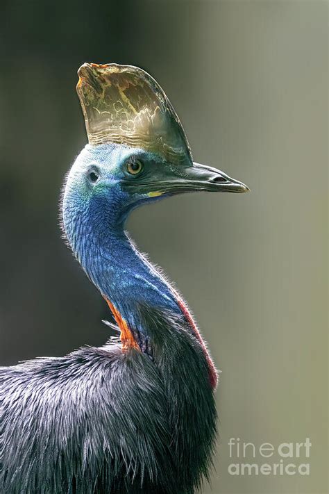 The Southern Cassowary Photograph By Jane Rix Fine Art America