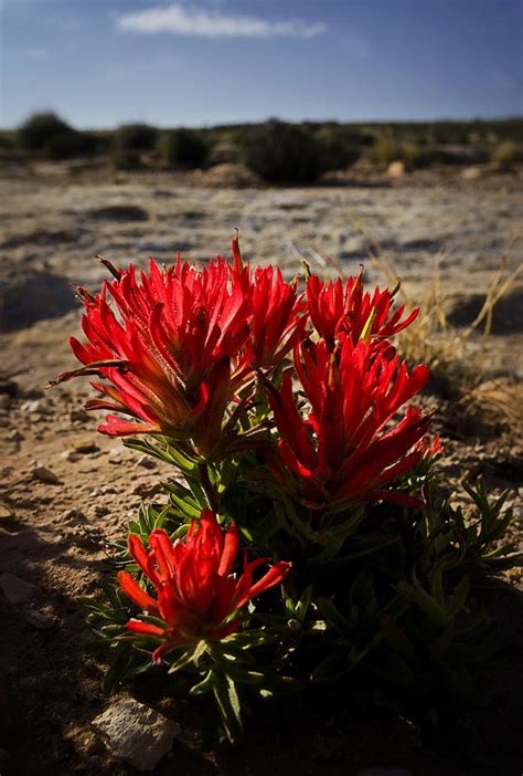 Indian Paintbrush In The Desert Photograph By Saija Lehtonen