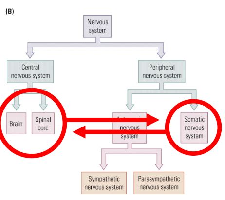 Psc Mt Audition And Other Sensory Systems Flashcards Quizlet