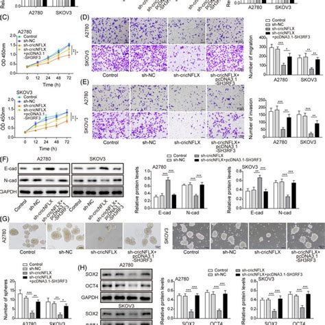 Circnfix Expression Was Increased In Oc Tissues And Cells A The