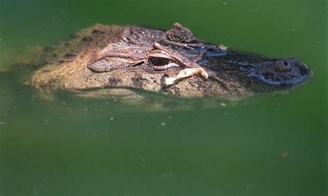 Cerca de 15 mil crocodilos fogem de fazenda na África do Sul Jornal O