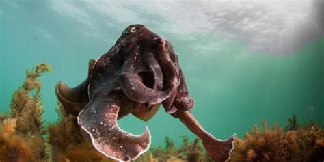 Giant Cuttlefish Adelaide | pureSA