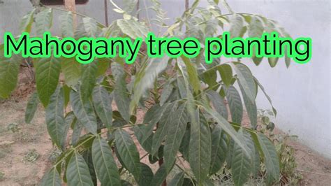 Mahogany Tree Planting In India High Earning Tree Planting In World