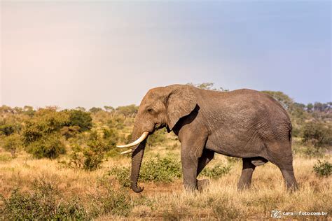 Elefante Africano Da Savana - Elefante Livre Na Savana Africana - Cara da Foto