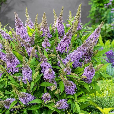 Buy Butterfly Bush Syn Buddleia Buddleja Little Lila ’botex 004’ Pbr Butterfly Candy