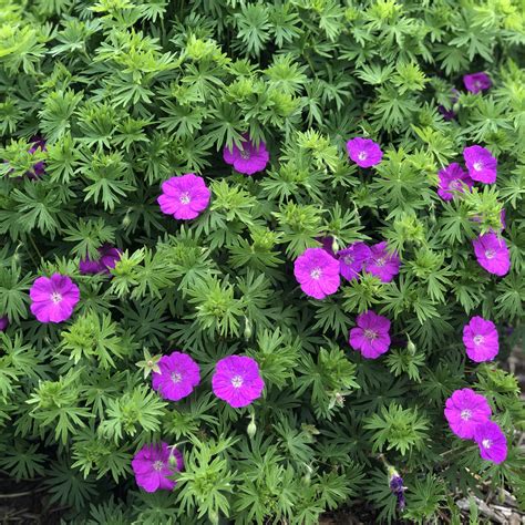 Geranium New Hampshire Purple Buy Cranesbill Perennials Online