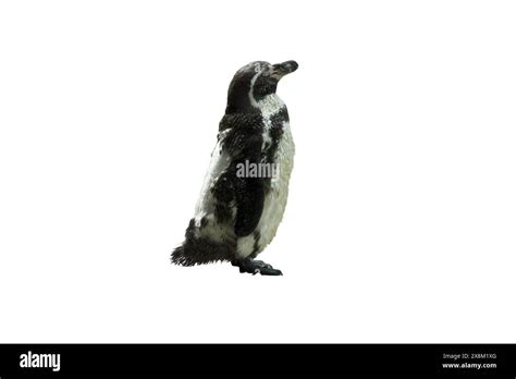 Emperor penguins isolated on white background Stock Photo - Alamy