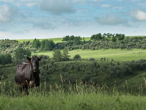 Holy Cow 44 Million Ranch With 1000 Head Of Cattle Donated To