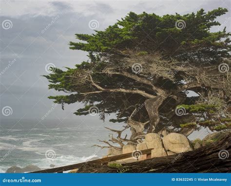 Weathered Monterey Cypress Trees At The Coast Stock Image Image Of Tree Coast 83632245