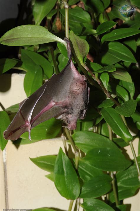 Murciélago frutero común | Fotos y descripciones de los animales | el ...