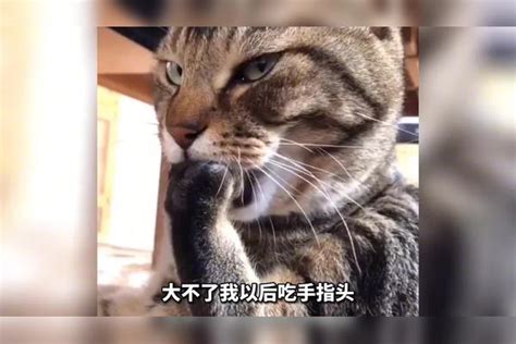 【搞笑配音】猫咪这是成精了吗竟然都会摆这个姿势了猫咪姿势