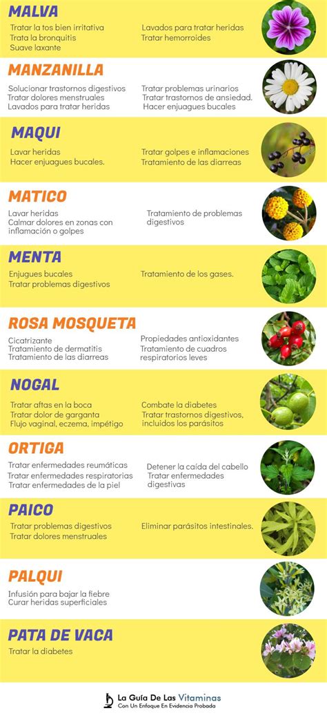 44 Plantas Medicinales Para Qué Sirven y Como Cultivarlas