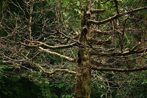 Signs Of A Dying Tree Marc Doyle Treework