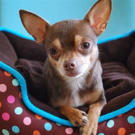 Love Chihuahuas Perros Chihuahua Perritos Tiernos Cosas Tiernas
