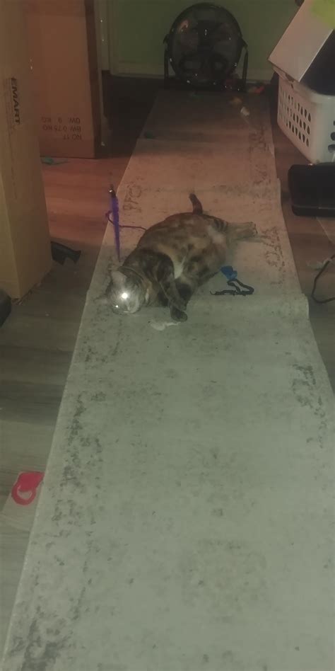 Terminator Cat Red Mouse Target Located John Conners Second In