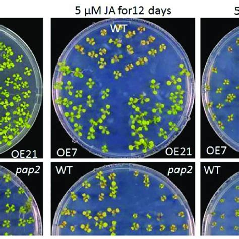 Sensitivity Of Arabidopsis Thaliana Seeds Of Wt Pap2 And Download