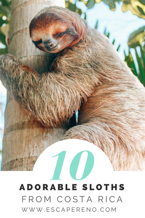 10 Adorable Costa Rica Sloths South America Travel Costa Rica Travel