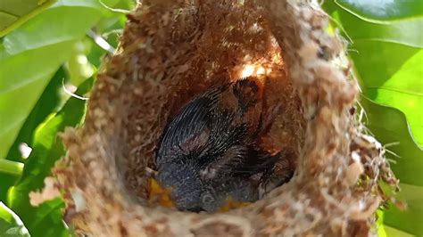 Memanen Burung Kolibri Wulung Youtube