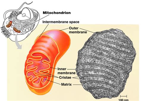 Flashcards Mitochondria Structure And Function Quizlet