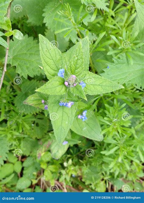 Green Alkanet Pentaglottis Sempervirens Norfolk England Uk Stock