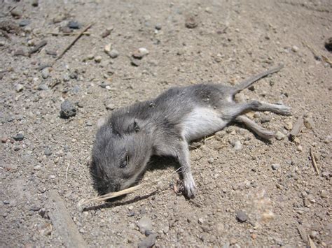 Nature Id Deer Mouse 072413 Wilder Ranch