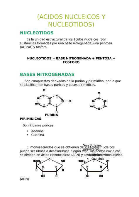 Apunte De Acidos Nucleicos Y Nucleotidos Bases Para El ADN ACIDOS