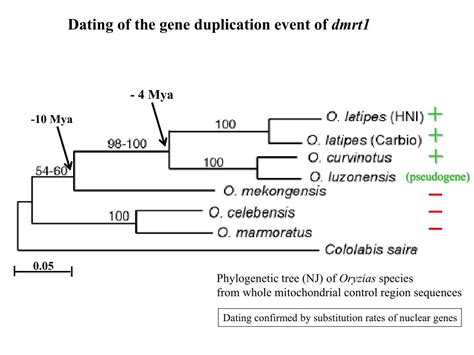 Ppt Evolution Of Sex Determination And Sex Chromosomes What Can We