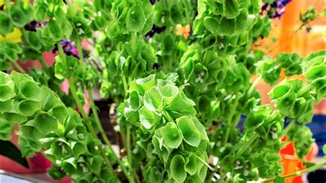 Самые необычные цветы для вашего сада! | GardenLife | Дзен