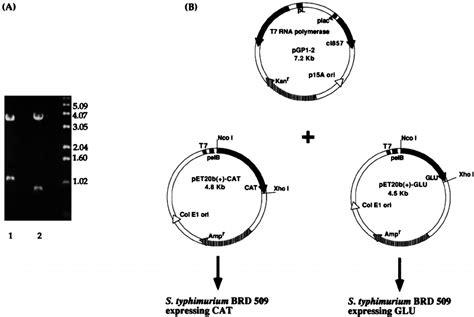 A Restriction Enzyme Digestion With Xho I And Nco I Of The Constructs