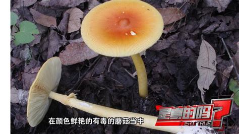 凭颜色判定蘑菇是否有毒靠谱吗？专家科普在这里 搜狐