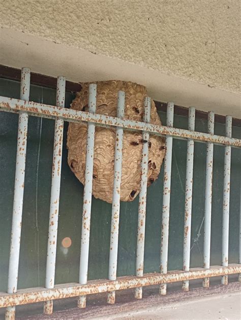 Destruction de nid de frelons asiatiques à Villecresnes NGAN Paris Est