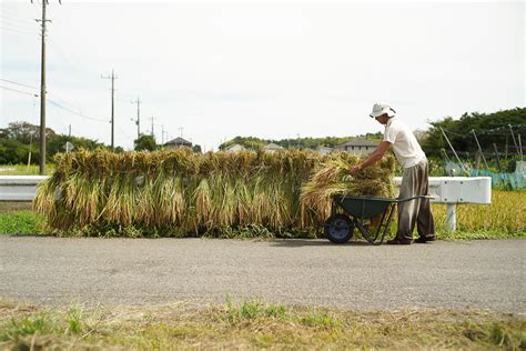 2023年 稲刈り Day2 台風の影響で水が抜けない田んぼ、途轍もない湿度、進まない稲刈り 房総オルタナティブライフ