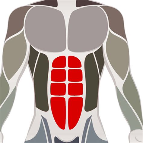 The Best Science Based Ab Workout For Six Pack Abs Body Building And