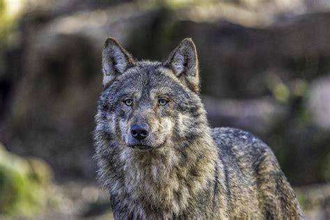 Der Wolf vor unserer Haustür ... - Wiener Online