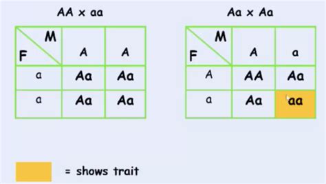 Human Pedigree Analysis Sex Determination Flashcards Quizlet