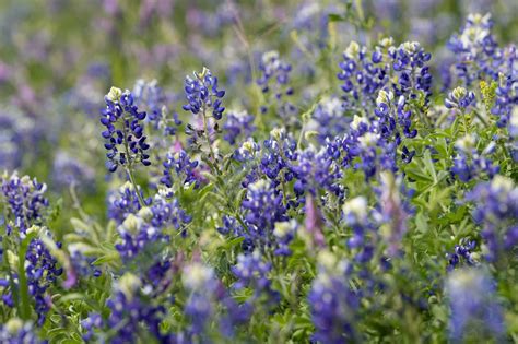 Best Places To See Texas Wildflowers Houston Memorial Park Makes List