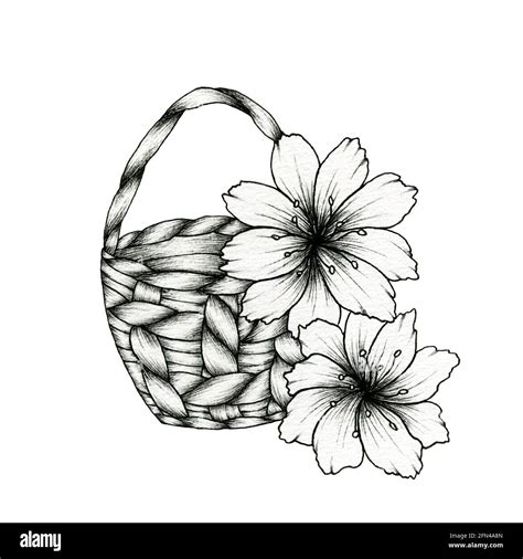 Flower Basket Drawing