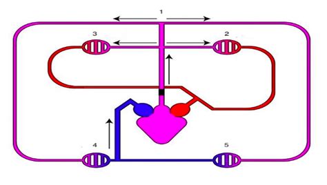 Amphibian Circulatory System Diagram Quizlet