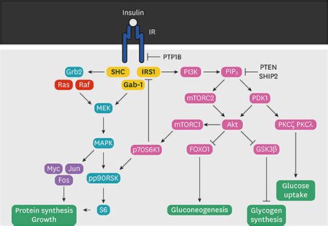 Cmsj Cardiometabolic Syndrome Journal