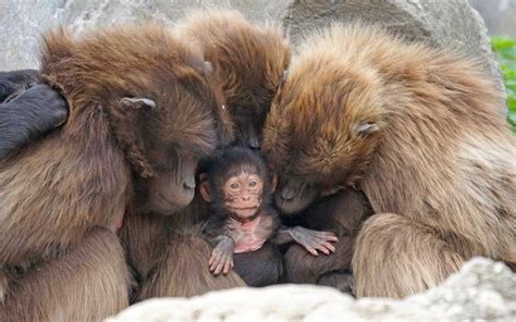 Monkey Reproduction Monkey Facts And Information