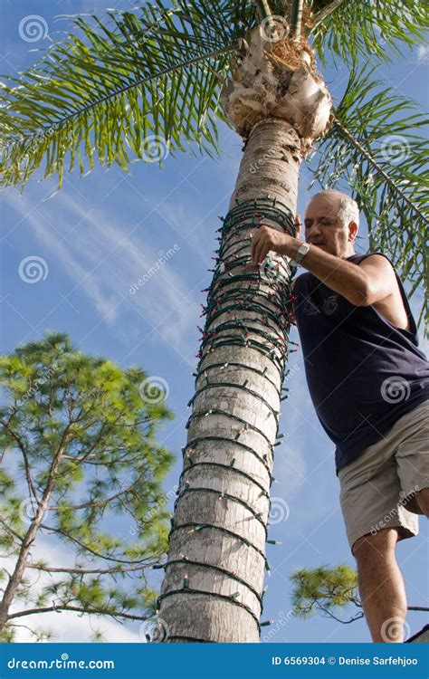 Christmas Palm Tree Stock Photo Image Of Lights Decorations