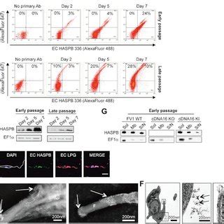 HASPB18–GFP is exposed on the surface of live metacyclic L. major. A ... 