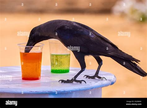 Crow Drinking Water High Resolution Stock Photography And Images Alamy