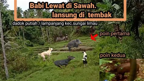 BABI MELINTAS SAWAH DI HUJANI PELURU TEMBAKAN PARA BEDILER WILD