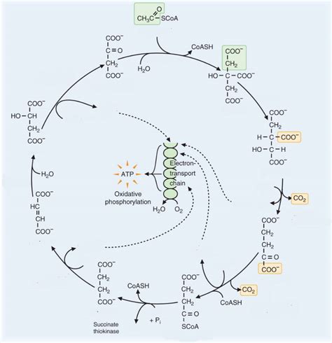 Biochem Tca Cycle Diagram Quizlet Hot Sex Picture