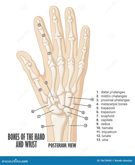 手和腕子解剖学的骨头 向量例证 插画 包括有 女主持人 诊所 骨头的 医学 功能 中间 联接 78470690
