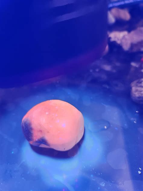 Glows Under Black Light R Whatsthisrock